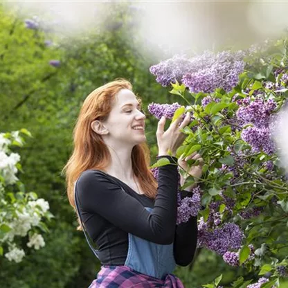 Japanischer Blumen-Hartriegel 'Blooming Merry Tetra' online kaufen bei  Olerum