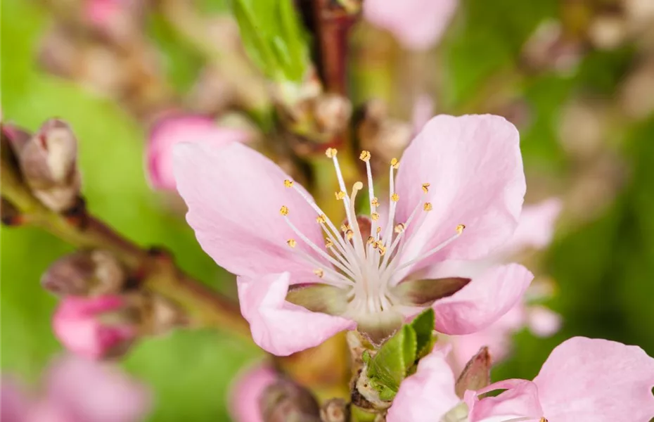Bäume und Sträucher als Alternative für Blumenbeete