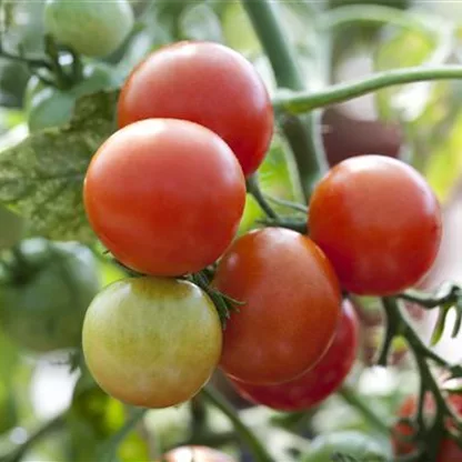 Tomaten - Anzucht bis zur satten Ernte