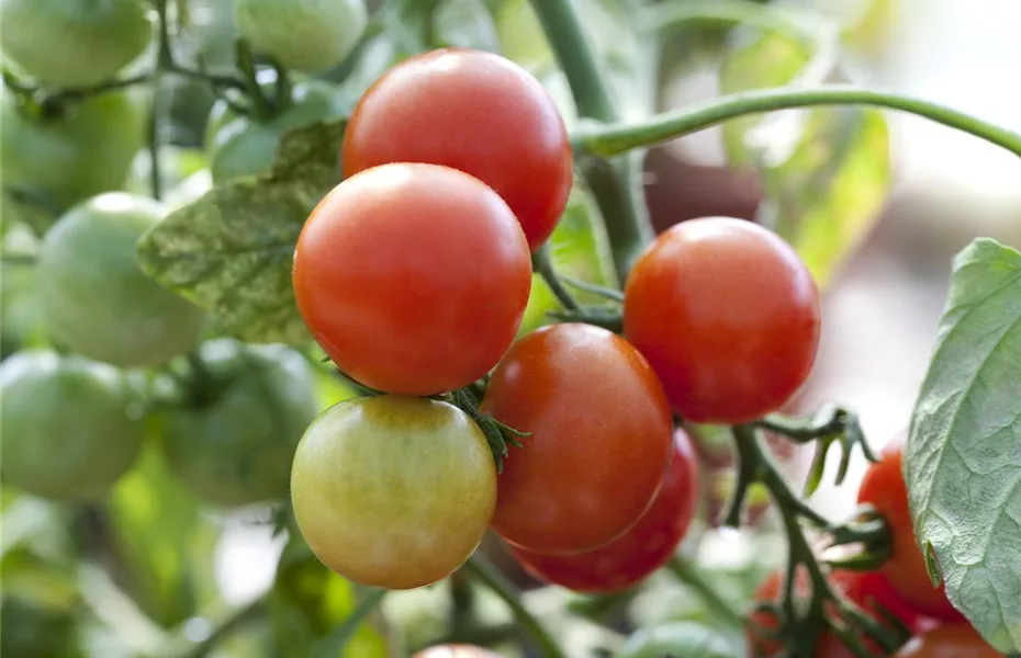 Tomaten - Anzucht bis zur satten Ernte