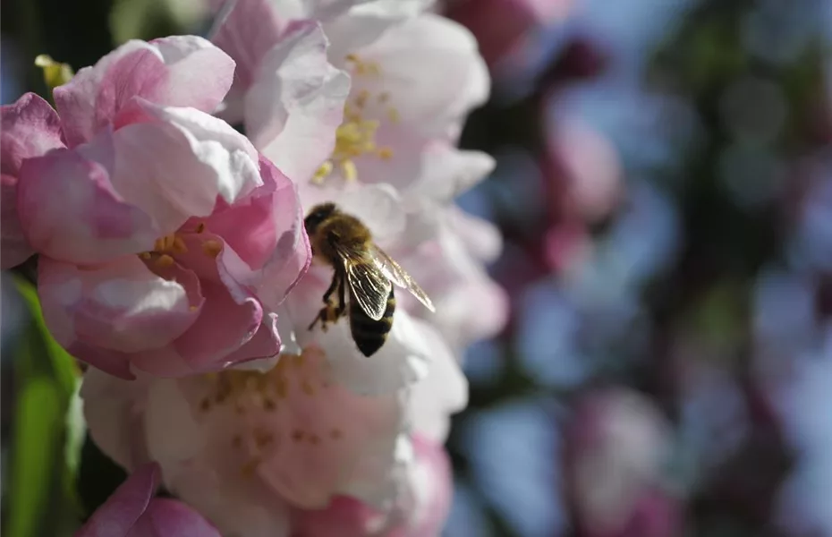 Bienenfreundliche Frühblüher Helfer in der Natur Olerum