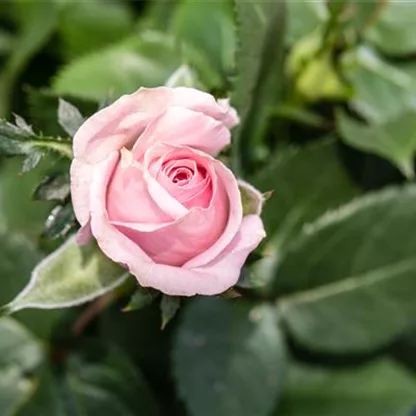 Das Einmaleins der Rosenpflege – von Schneiden bis Düngen