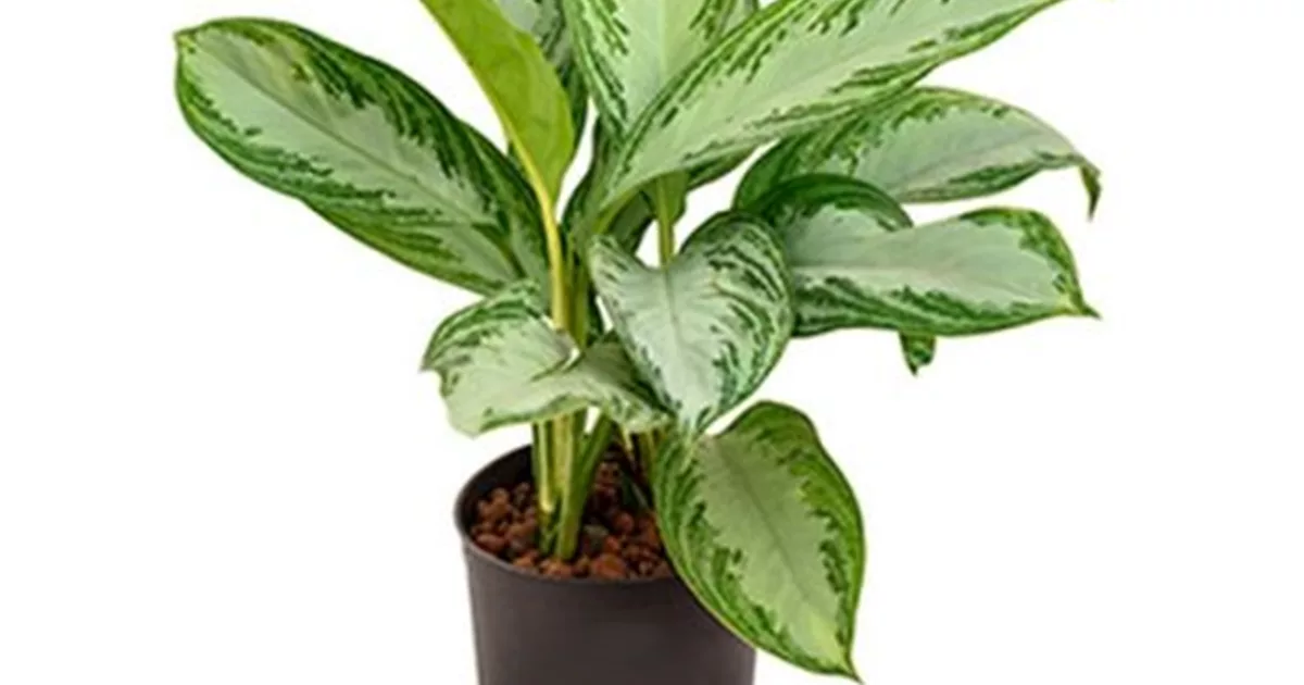 Kolbenfaden 'Silver Bay' online kaufen bei Olerum