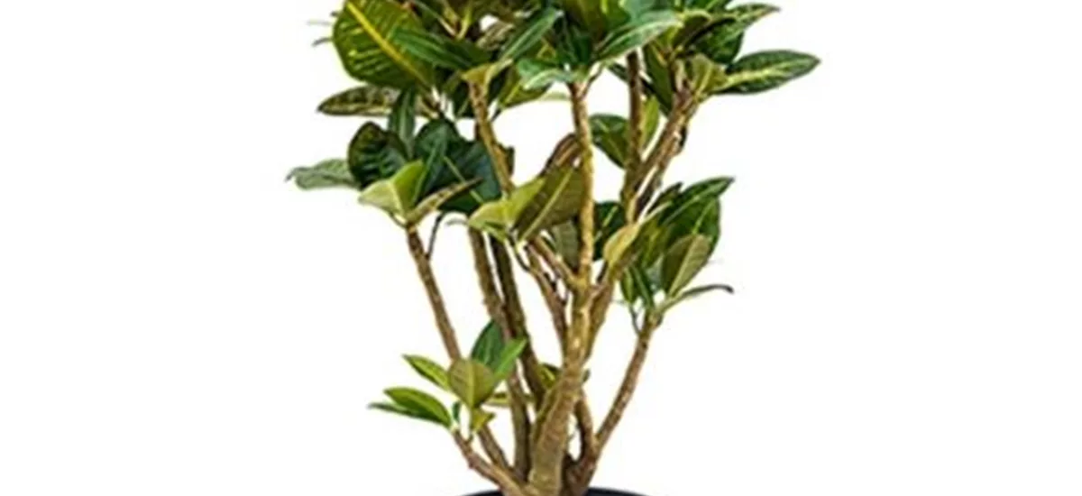 Wunderstrauch Croton 18/19 cm Topf verzweigt Gesamthöhe ca. 90 cm