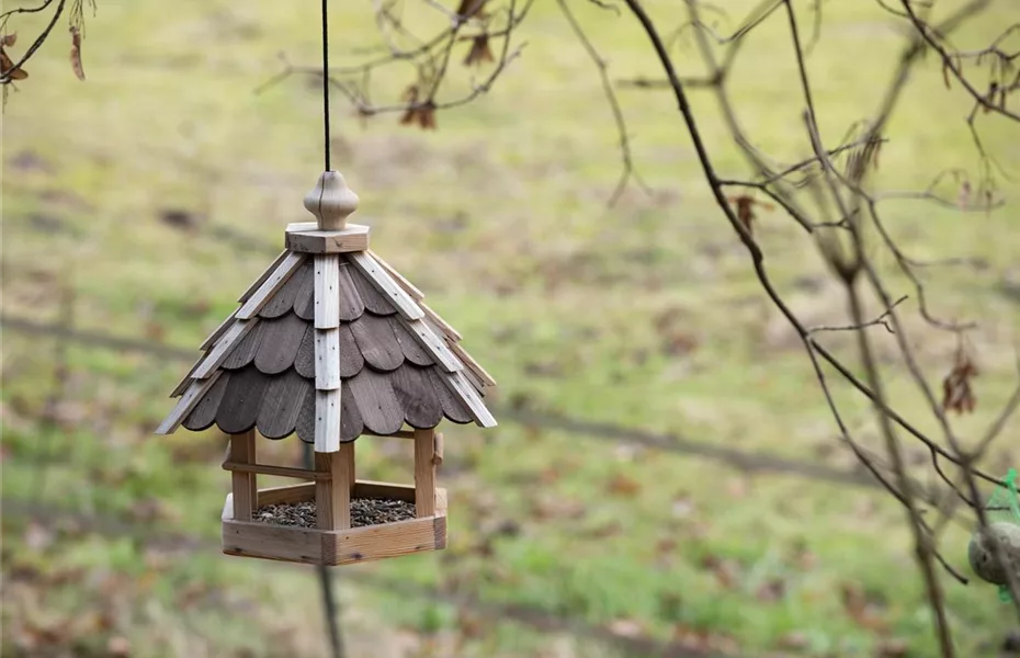Vogelhäuser pflegen, wichtig für Vögel