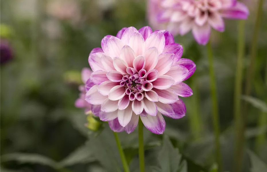 So überwintern Blumenzwiebeln im Topf