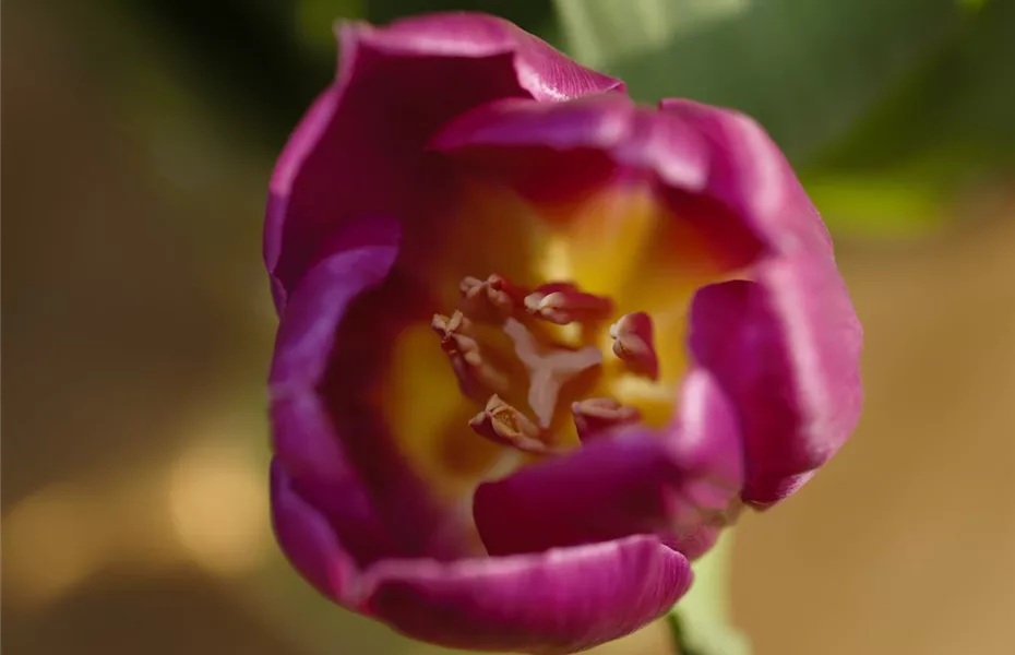 So überwintern Blumenzwiebeln im Topf Olerum