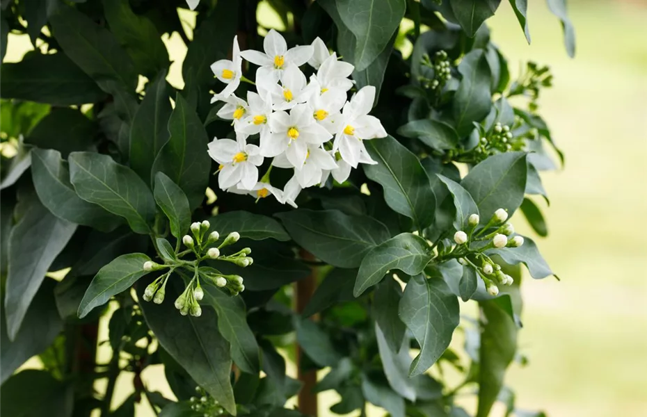 Der Winterjasmin – bunte Blüten für den Garten im Winter