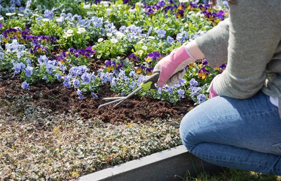 Für Gräber im Sommer die richtigen Blumen finden