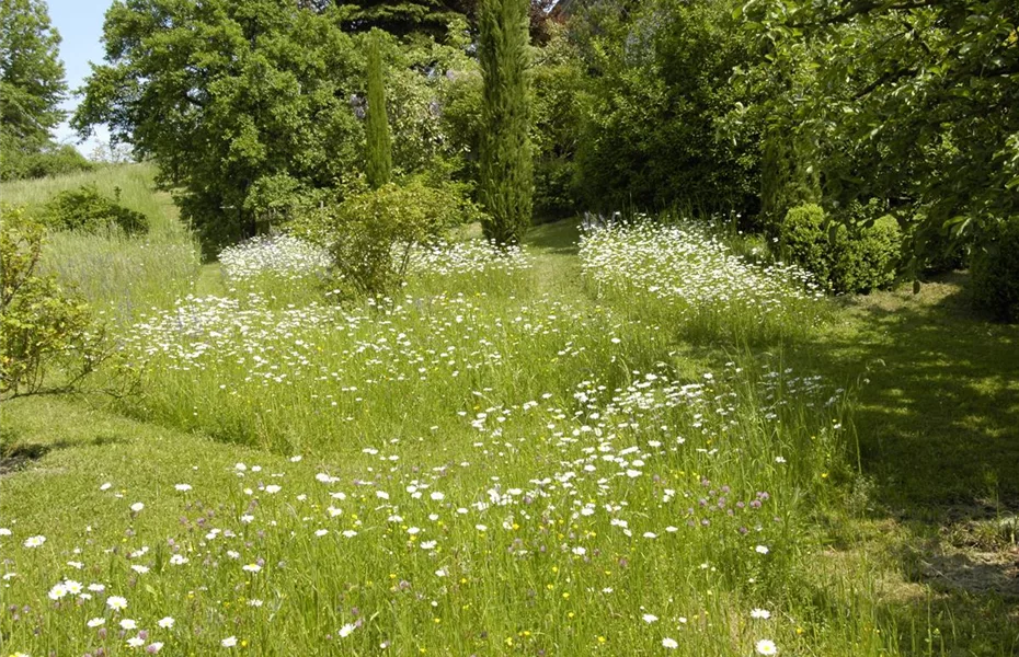 Exotische Wildblumen versus heimische Wildblumenwiese