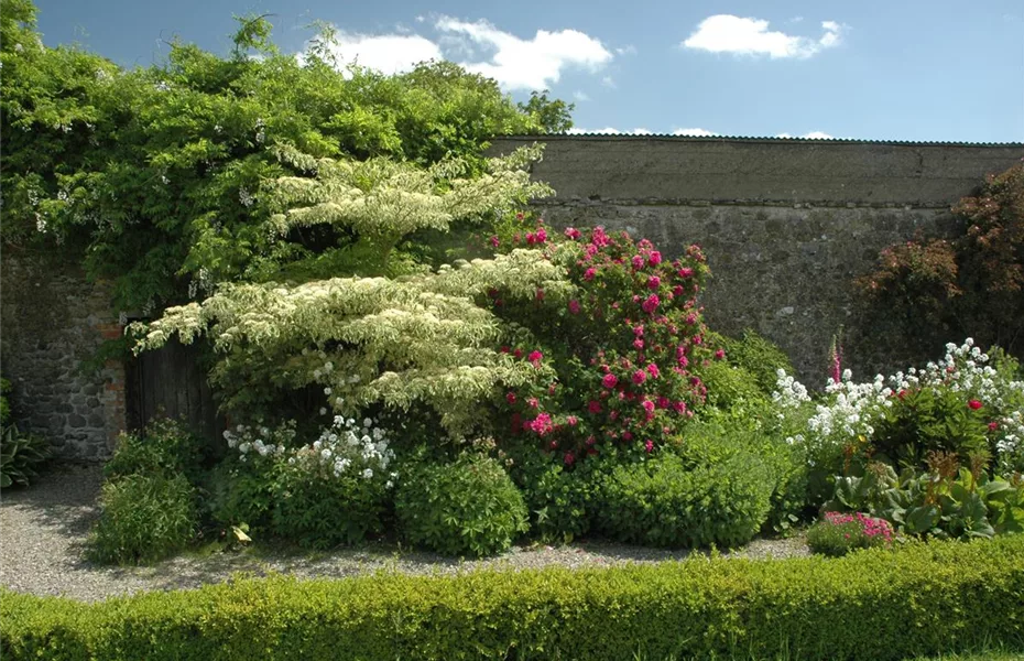 Schöne Blüten & bunte Blätter Ziergehölze Olerum