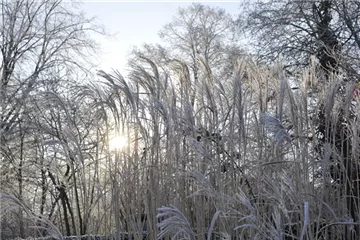 Winterharte Gräser blühen bei Frost auf