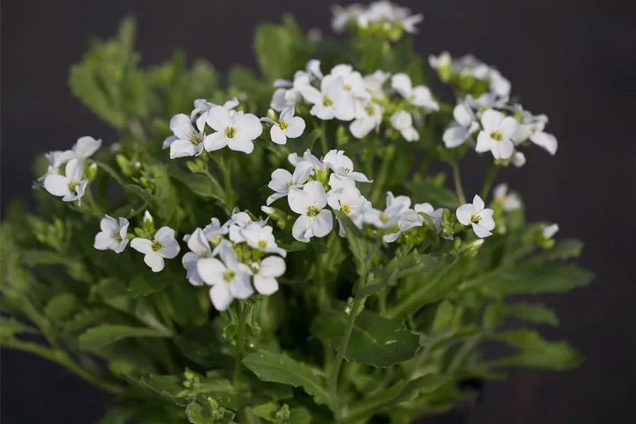 Gänsekresse 'Snowfix' online kaufen bei Olerum