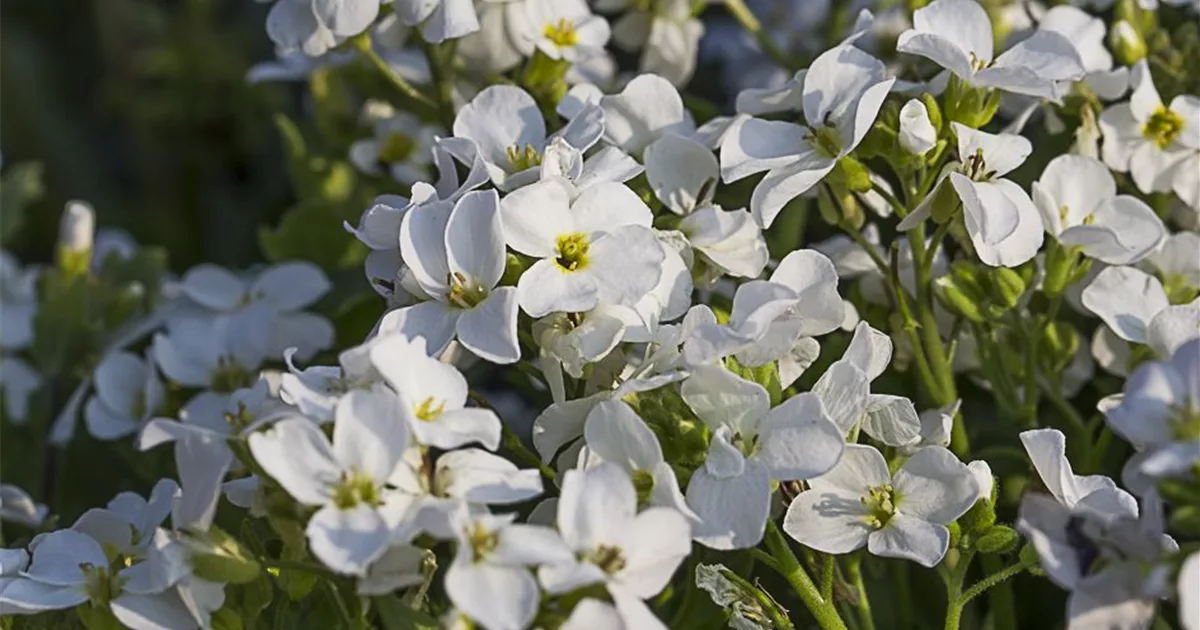 Gänsekresse 'Little Treasure White' online kaufen bei Olerum