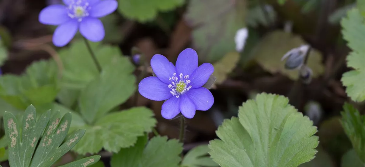 Gewöhnliches Leberblümchen online kaufen bei Olerum