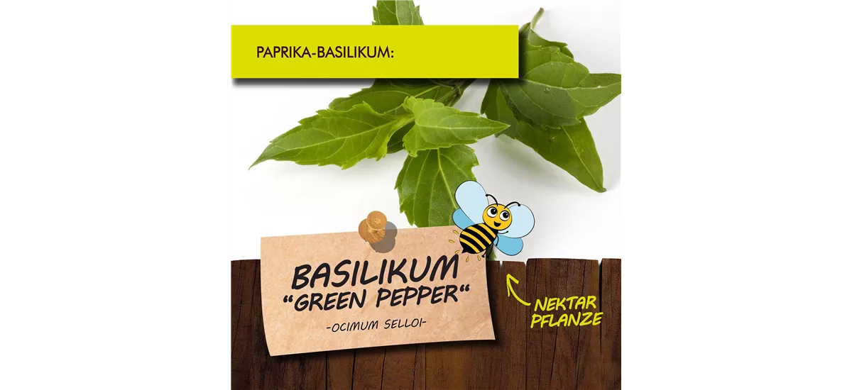 Bio Basilikum 'Green Pepper' Kräutertopf 12 cm Basilikum 'Green Pepper'