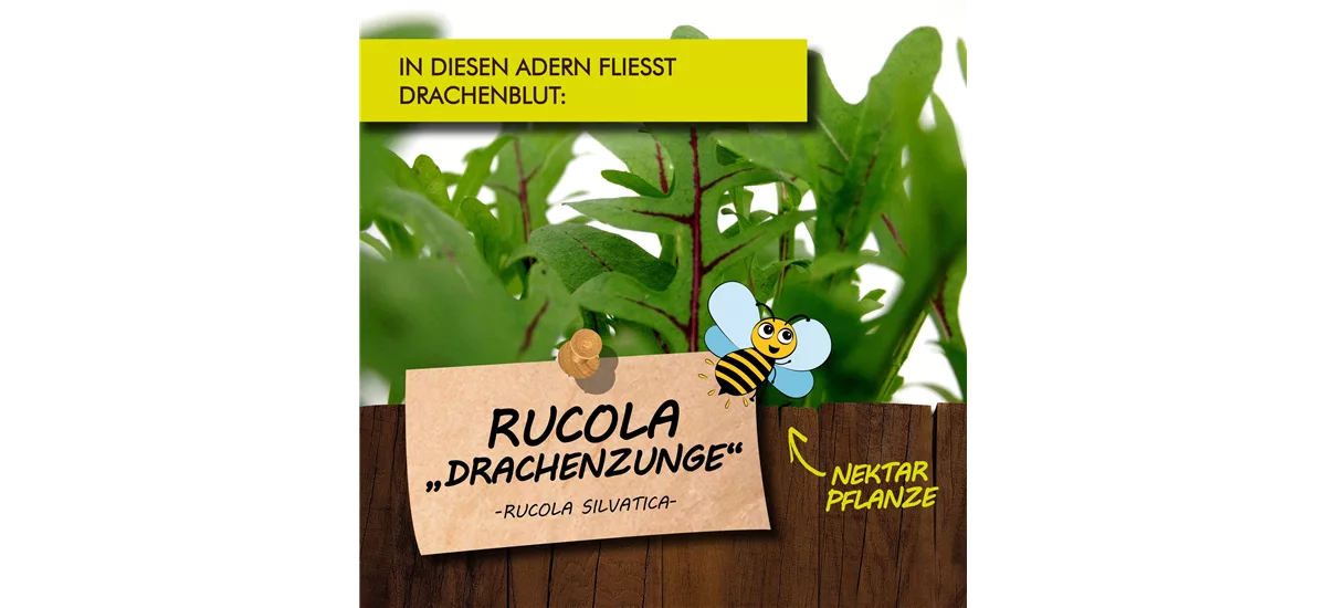Bio Rucola 'Drachenzunge' Kräutertopf 12 cm Rucola 'Drachenzunge'