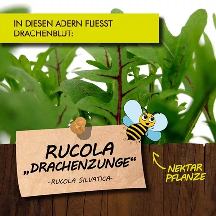 Bio Rucola 'Drachenzunge'