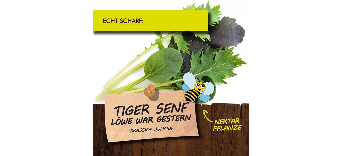 Bio Tiger-Senf Kräutertopf 12 cm Tiger-Senf