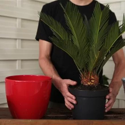 Palmfarn - Einpflanzen in ein Gefäß