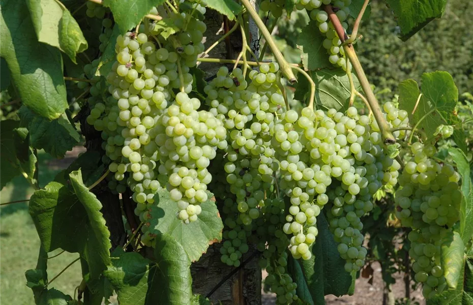 Tafeltrauben aus dem Garten lecker und gesund! Olerum