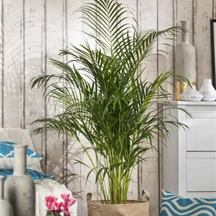 Palmen - beliebte Zimmerpflanzen