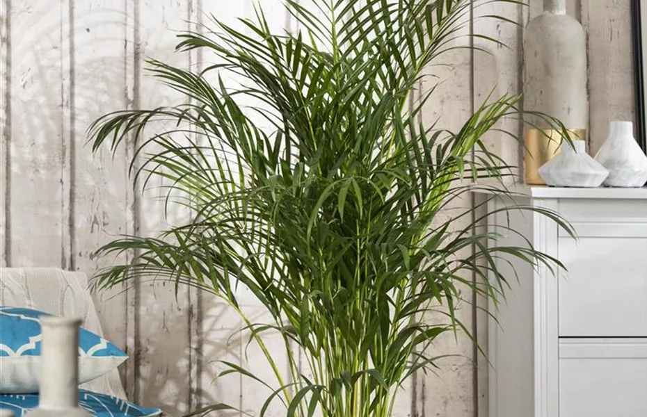 Palmen - beliebte Zimmerpflanzen