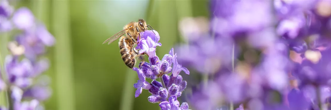 Lavendel ist unverzichtbar bei den Bienenpflanzen