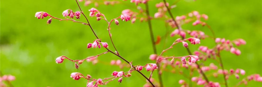 Purpurglöckchen zeigen ihre filigranen Blüten