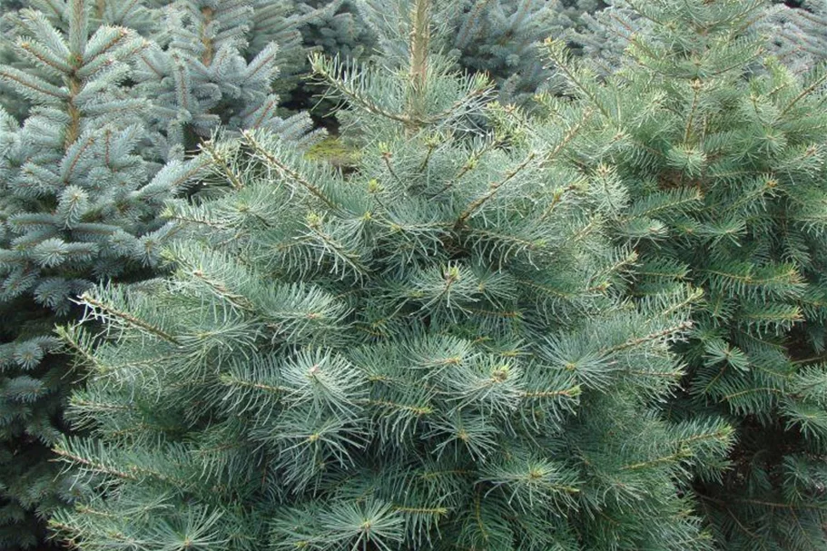 Colorado-Tanne,Grautanne 3x verpflanzt mit Ballen 125- 150