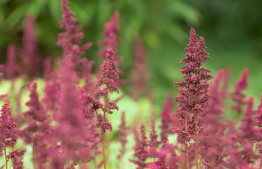Schattenstauden für schattige Plätze im Garten