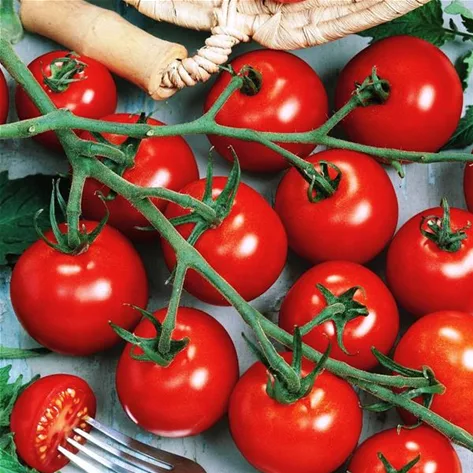 gemuese-tomaten-cocktail-tomaten-picolino-veredelt-volmary_2.jpg