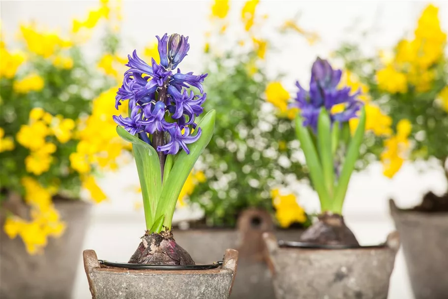 GartenHyazinthe online kaufen bei Olerum
