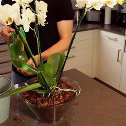 Orchidee - Einpflanzen in ein Glas-Gefäß