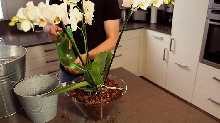 Orchidee Einpflanzen in | Olerum