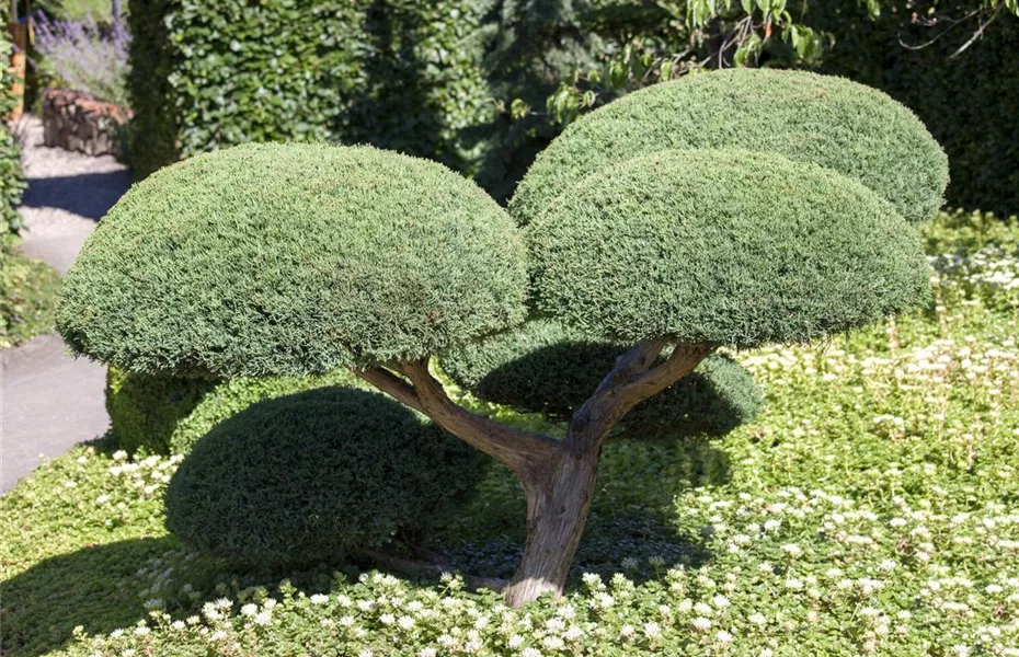Formgehölze exklusive, edle Kunstwerke im Garten Olerum