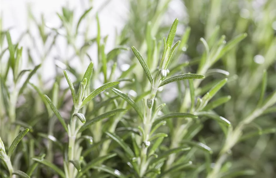 Mediterrane Kräuter den Süden im Garten Olerum