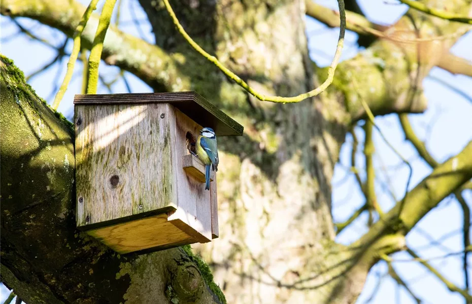 Vogelhäuser pflegen, wichtig für Vögel
