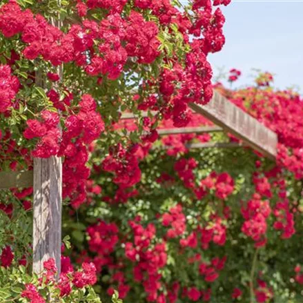 Wie Kletterrosen Hauswände, Rosenbögen und Gärten veredeln