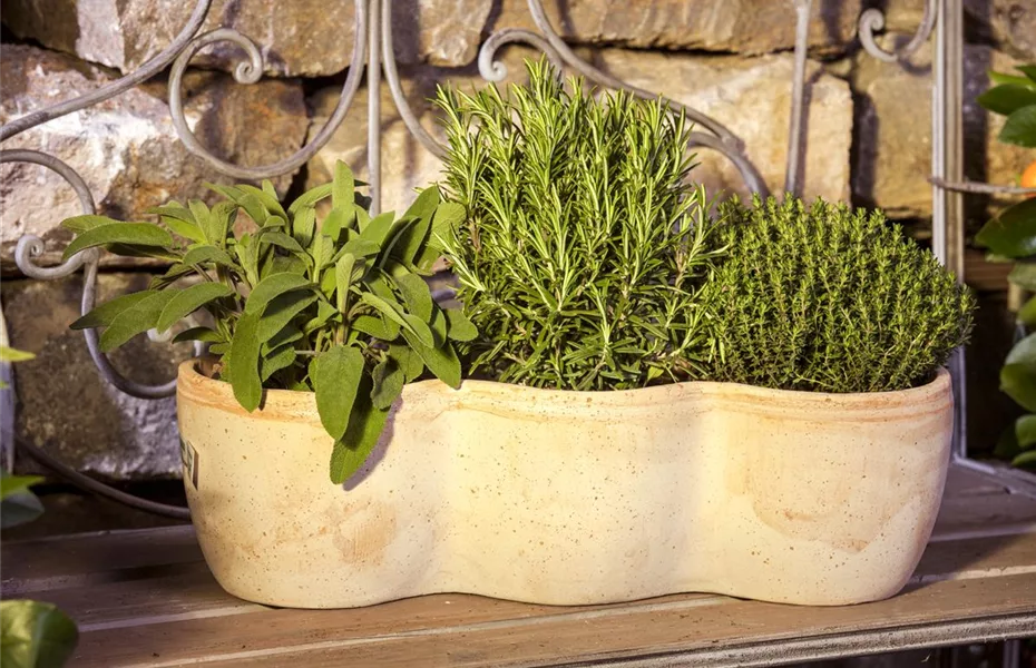 Mediterrane Kräuter den Süden im Garten Olerum