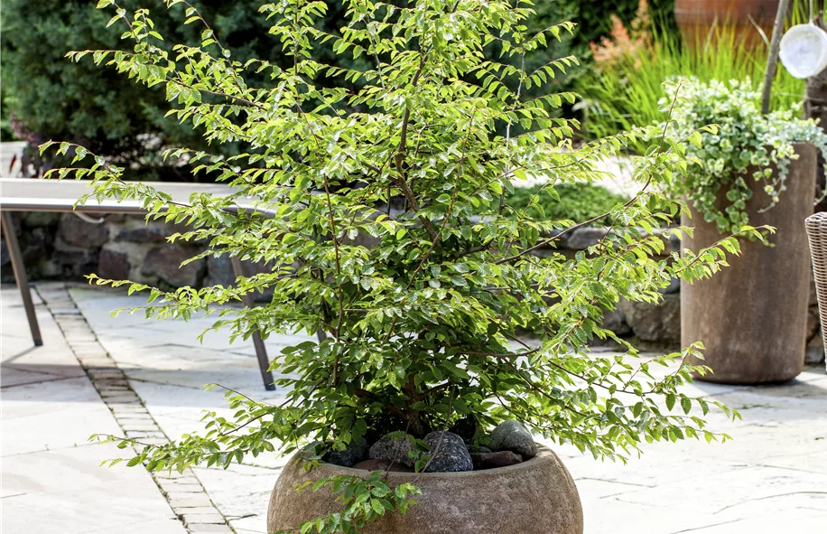 Winterharte Kübelpflanzen (Rotbuche - Fagus sylvatica) sorgen für Farbe