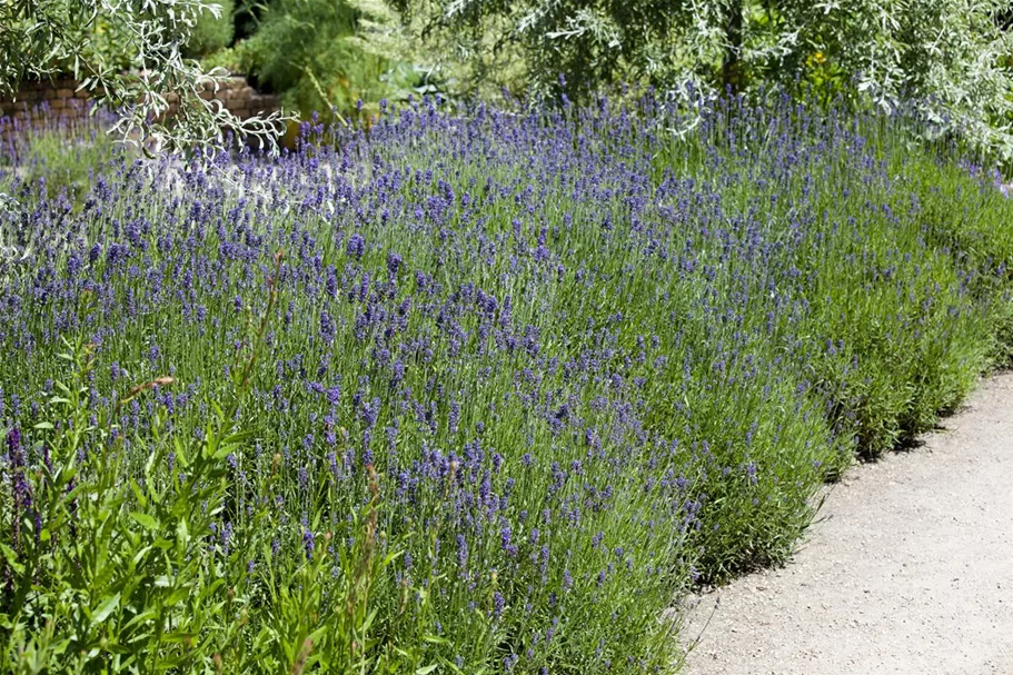 Lavendelsamen Inhalt reicht für ca. 140 Pflanzen