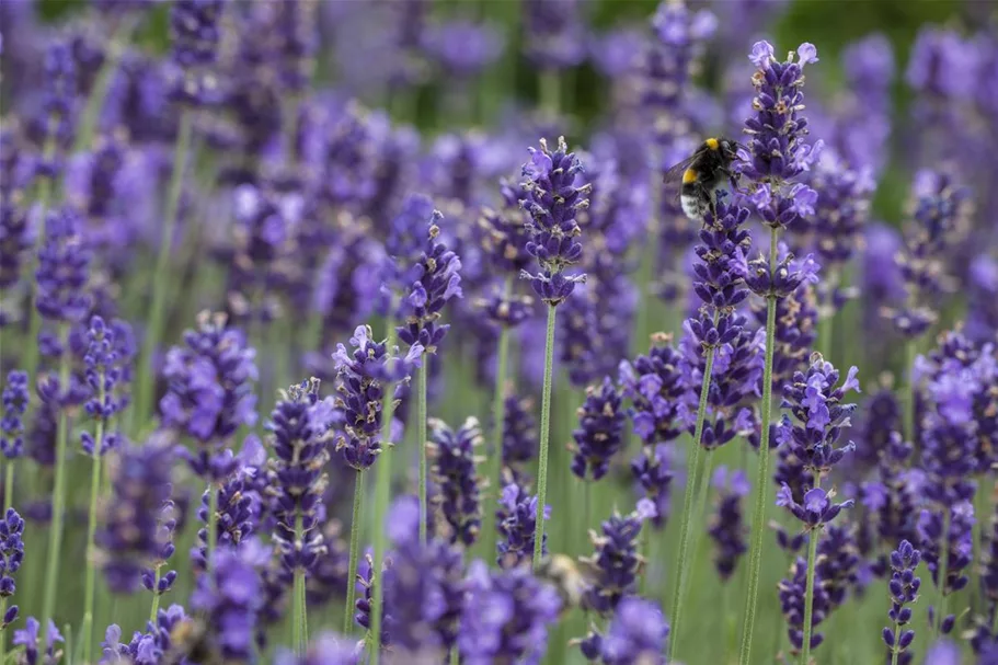 Lavendelsamen Inhalt reicht für ca. 140 Pflanzen