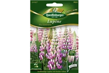 Garten-Lupine-Samen 'The Chatelaine' Inhalt reicht für ca. 10-15 Pflanzen
