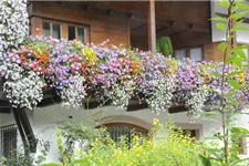 Balkonkastenmischung-Samen Inhalt reicht für ca 30 Pflanzen