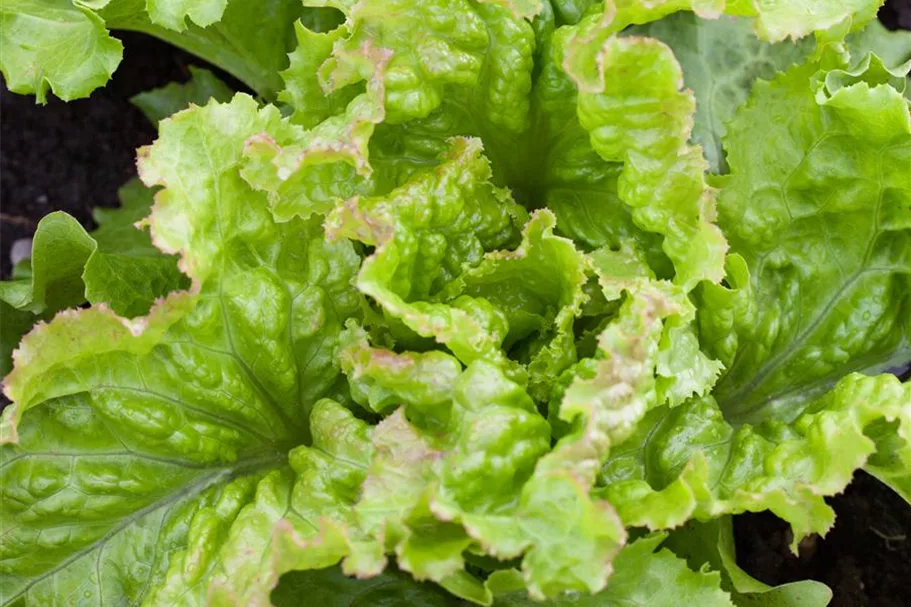 Batavia-Salat-Samen 'Laibacher Eis' Packungsinhalt reicht für ca. 250 Pflanzen