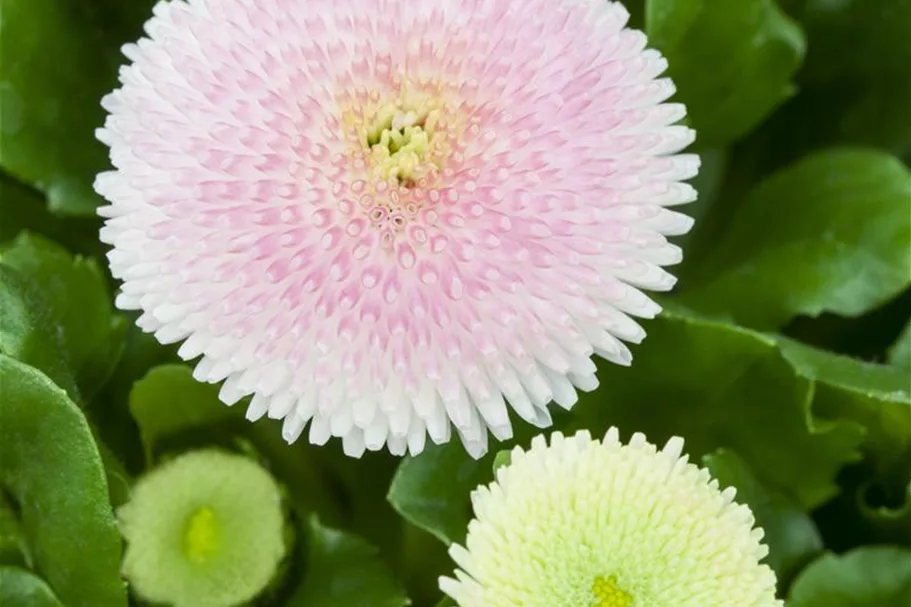 Gefülltes Gänseblümchen-Samen Inhalt reicht für ca. 200 Pflanzen