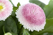 Gefülltes Gänseblümchen-Samen Inhalt reicht für ca. 200 Pflanzen