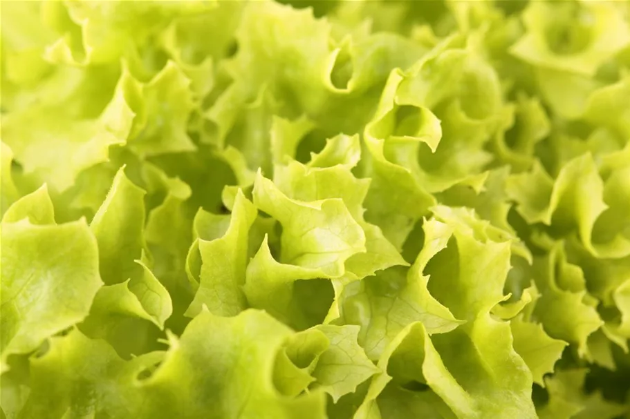 Blatt-Salat-Samen 'Lollo bionda' Packungsinhalt reicht für ca. 100 Pflanzen