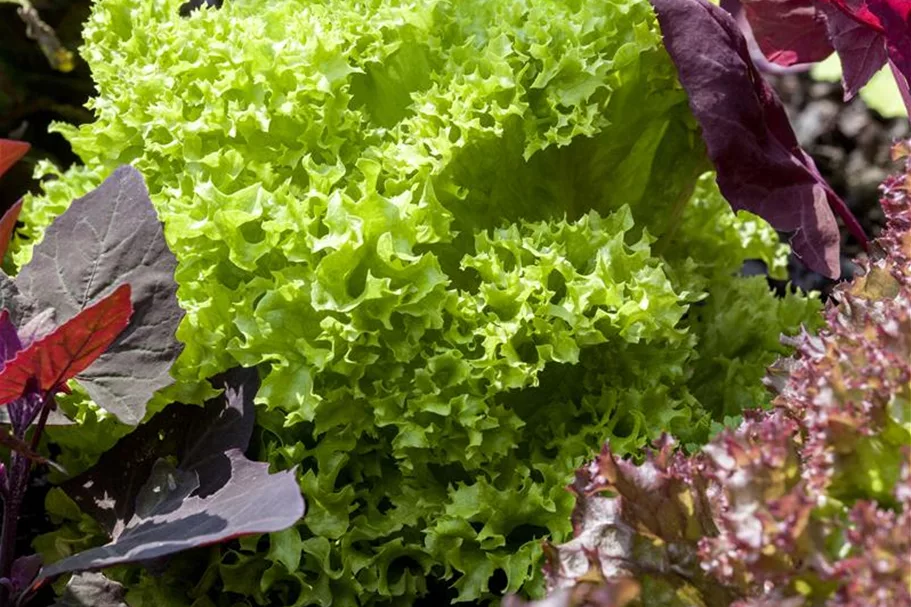 Blatt-Salat-Samen 'Lollo bionda' Packungsinhalt reicht für ca. 100 Pflanzen
